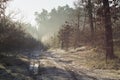 Forest road in the winter scenery Royalty Free Stock Photo
