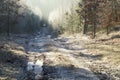 Forest road in the winter scenery Royalty Free Stock Photo