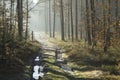 Forest road in the winter scenery Royalty Free Stock Photo