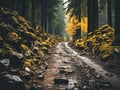 Forest road with yellow moss and grass in the mountains.