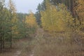 Forest road between young pines and birches with yellow leaves Royalty Free Stock Photo