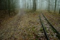 Forest roads and railroad tracks overgrown with vegetation deep in the forest on a foggy, cloudy day. Royalty Free Stock Photo