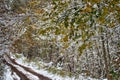 Forest roads and trails in beginning of winter Royalty Free Stock Photo