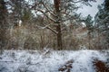 Forest roads and trails in beginning of winter Royalty Free Stock Photo