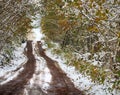 Forest roads and trails in beginning of winter Royalty Free Stock Photo