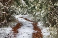 Forest roads and trails in beginning of winter Royalty Free Stock Photo