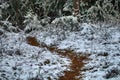 Forest roads and trails in beginning of winter Royalty Free Stock Photo