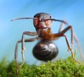 Forest robber formica rufa, ant tales Royalty Free Stock Photo