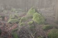 Forest rocks covered with moss