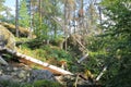 Forest and rocks in Decin region