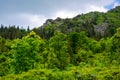 forest on the rocky hillsides of pikui mountain in summer