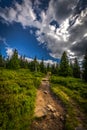 Forest rocky path from Obri Skaly to the peak of Serak with green pine trees and scenic blue sky in Jeseniky Royalty Free Stock Photo