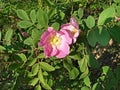 Forest rose of a gentle shade are useful healing but with very sharp spikes on branches