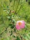 Forest rose of a gentle shade are useful healing but with very sharp spikes on branches