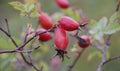 Forest rose hips Royalty Free Stock Photo