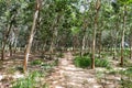 The forest in Rubber trees in Thailand Royalty Free Stock Photo