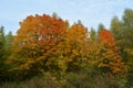 Forest in Russia in the beginning of autumn. Red and orange maple trees on the background of green trees Royalty Free Stock Photo