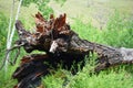Big fallen tree. lightning struck an old tree Royalty Free Stock Photo