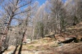 Forest in Saas-Almagell. The Alps, Switzerland.