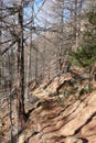 Forest in Saas-Almagell. The Alps, Switzerland.