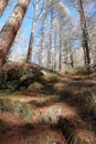 Forest in Saas-Almagell. The Alps, Switzerland.