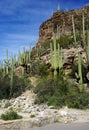 Saguaro cactus growing in a rocky desert canyon on a sunny day with blue sky overhead