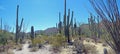 The forest of Saguaros in the Sonoran desert, Arizona - U.S.A. Royalty Free Stock Photo