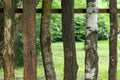 In the forest are samples of various tree trunks. Namely, hornbeam, pine, poplar, oak, birch Royalty Free Stock Photo