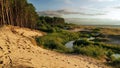 Sea coast and trees