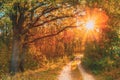 Forest Sandy Path Road Way Pathway On Sunny Day In Autumn Sunny Trees. Sunlight Through Oak Woods In Fall Season Royalty Free Stock Photo