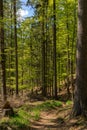 Forest landscape, nature of the Elb Sandstone Mountains