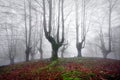 Forest with scary trees