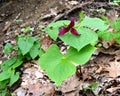 Forest scene of bright red wake robin trillium flower and leaves.