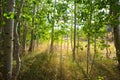 Forest scene with dramatic lighting