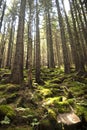 Forest scene with moss