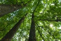 Forest scene; trunks and canopy of three large, tall deciduous t