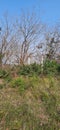 Forest scenery Belonia ,south Tripura