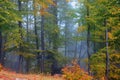 Forest scenery on a hazy autumn day