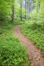 forest scenery at springtime, with winding path and blueberry shrubs, vertical Royalty Free Stock Photo