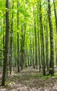 Forest scenery on a sunny spring summer day with grass alive birch trees and green leaves at branches at a park botanical outdoor Royalty Free Stock Photo