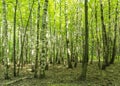 Forest scenery on a sunny spring summer day with grass alive birch trees and green leaves at branches at a park botanical outdoor Royalty Free Stock Photo