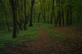 Forest scenic view trail under foliage shadow wood land landscape environment space photography