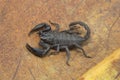 Forest scorpion, Heterometrus sp, Scorpionidae, Neyyar wildlife sanctuary, Kerala. India Royalty Free Stock Photo
