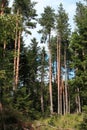 Forest of scots pines tree in Pyrenees