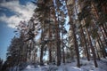 Forest of Scots Pines in the Winter