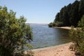 Forest, seashore, beach, clear sky