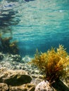 Forest of Seaweed, Seaweed Underwater, Seaweed Shallow Water near surface