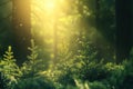 forest seedlings, small conifer seedlings surrounded by large trees, enveloped in forest whispers and sunlight warmth Royalty Free Stock Photo