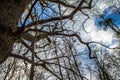 Forest seen upwards