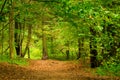 Forest in September, thick deciduous trees stand Royalty Free Stock Photo